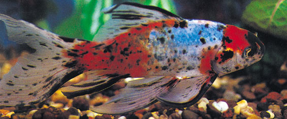 Shubunkin, goed alternatief voor in een biologische vijver voor de woelende goudvis
