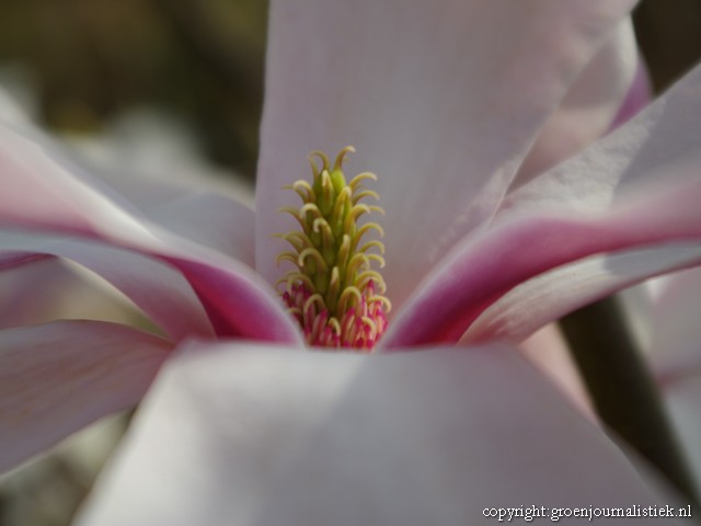 magnolia detail bloem, tuinblog