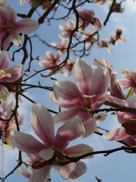magnolia in bloei, groenjournalistiek, tuinontwerp, boom planten, tuinblog