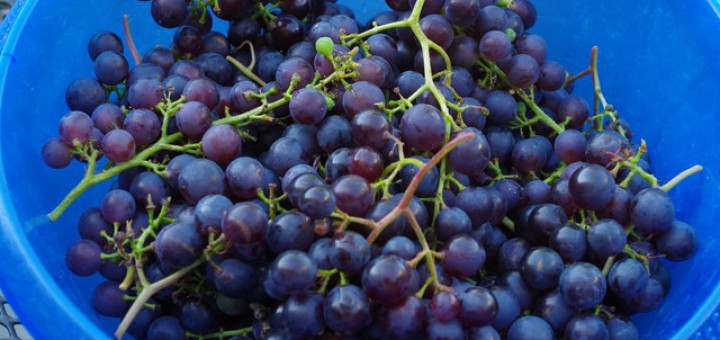druivenoogst, glorie van boskoop, tuinblog