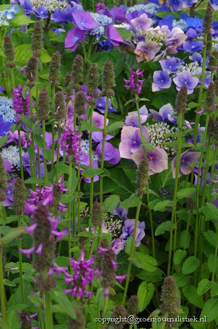  dropplant, blauwe hortensia, tuinblog, vlinderplanten
