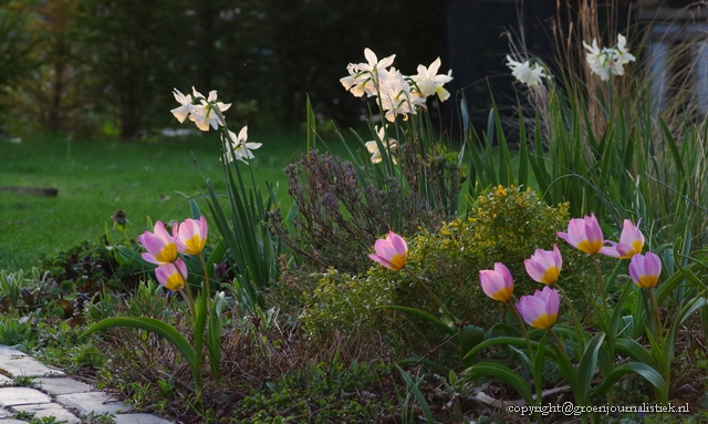 Avond in mei: narcis Thalia en Tulipa bakeri Lilac Wonder