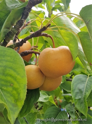 tuinblog, fruitteeltmuseum, appels. peren