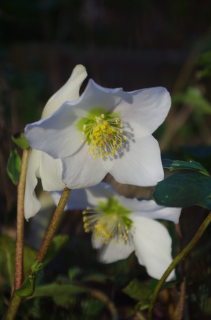 helleborus