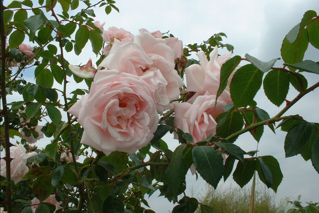 5957-Rosa-New-DawnRose-ancienne-Liane