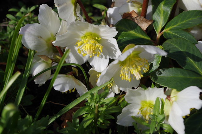 helleborus