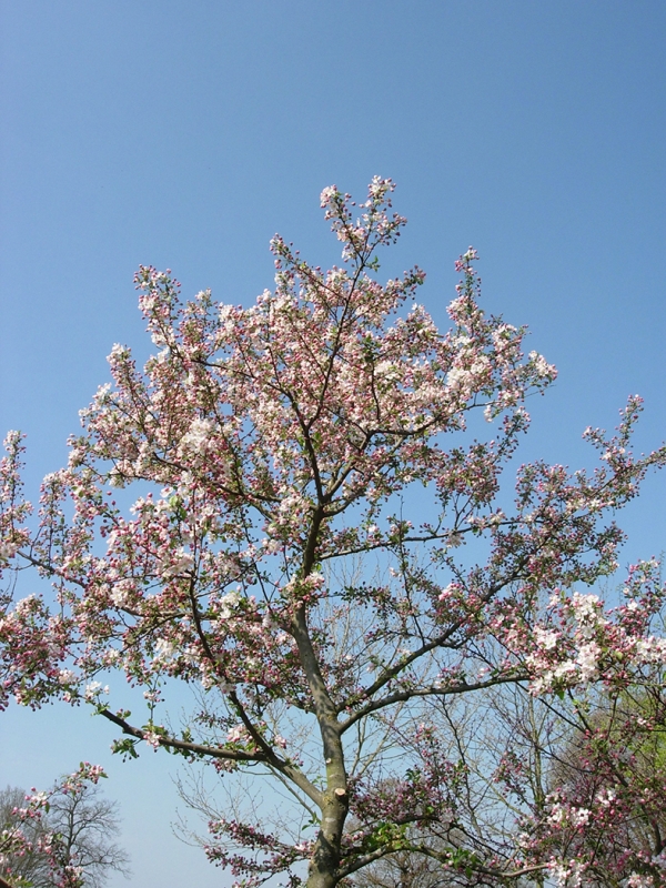 tuinblog, ellen van der peet