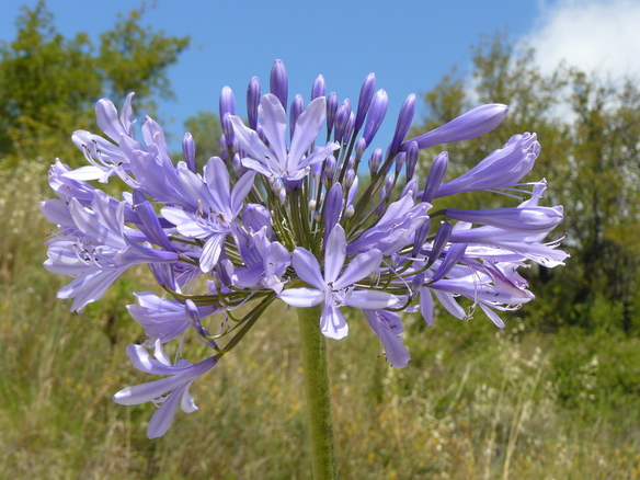 agapanthus