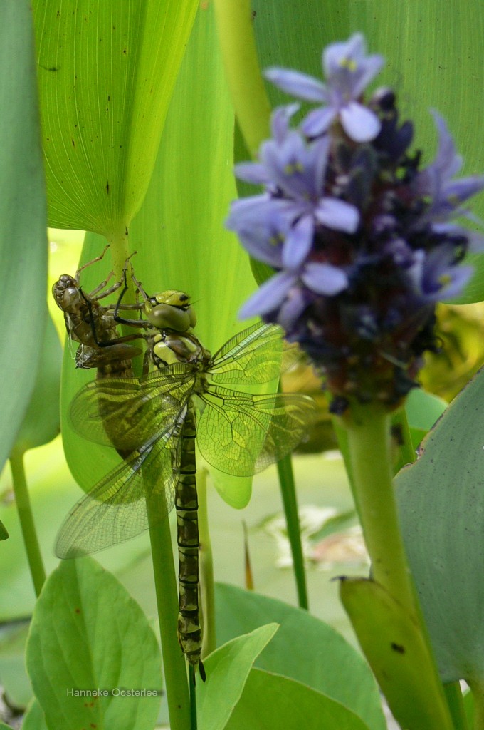 Prachtige libelle