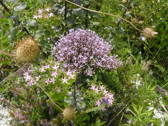 bloemenzee