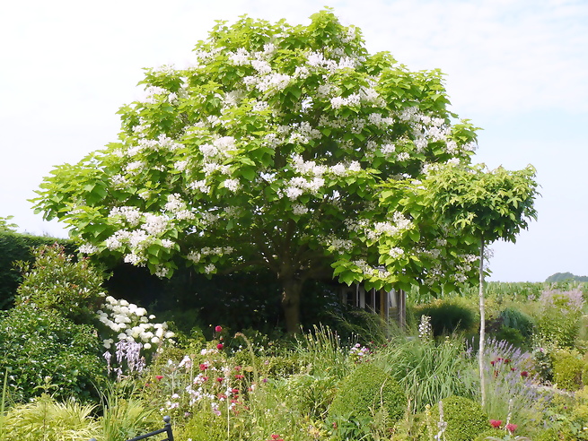 tuinblog, ellen van der peet