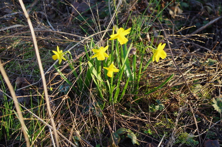 narcisjes