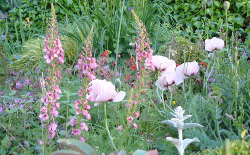 ton ter linden, tuinblog