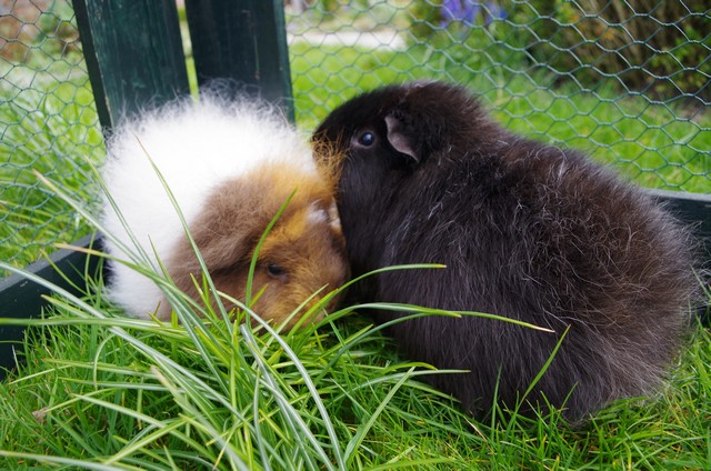 tuinblog, lente in de tuin