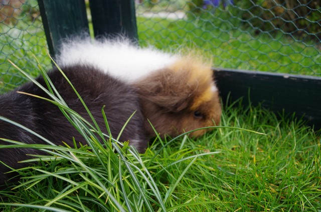 tuinblog, cavia in de tuin