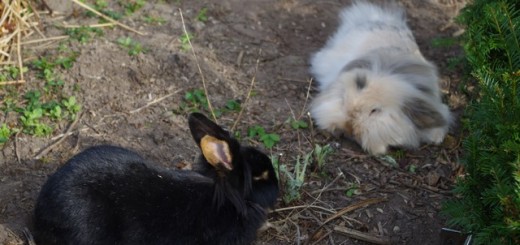 tuinblog, lente in de tuin