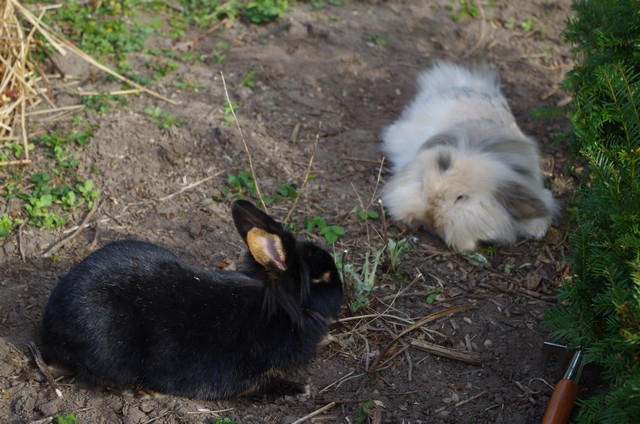 tuinblog, lente in de tuin