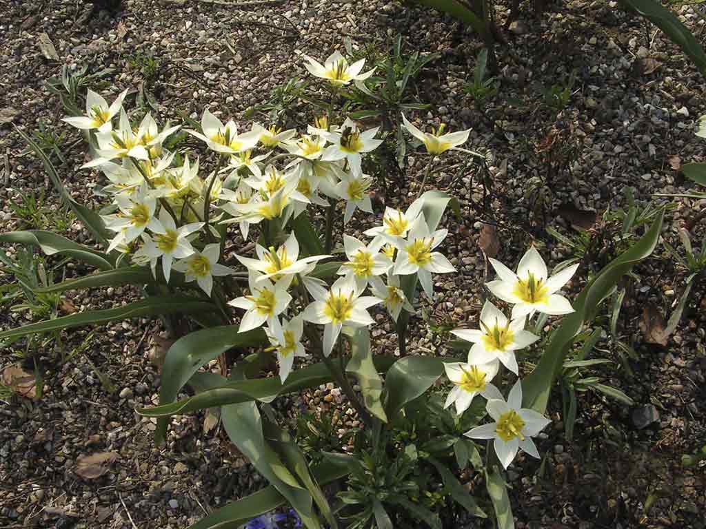 tuinblog, tulpenbolletjes