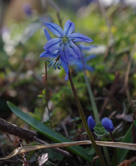 tuinblog, scilla