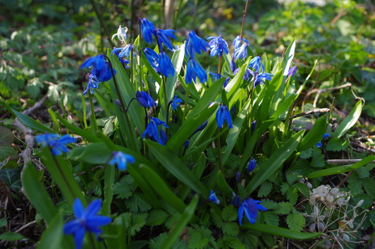 tuinblog, scilla