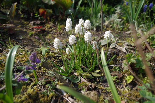 tuinblog, witte druifjes