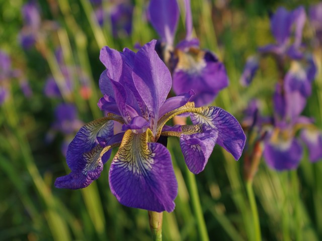 Iris siberica groenjournalistiek