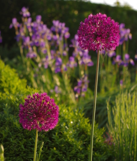 allium klein