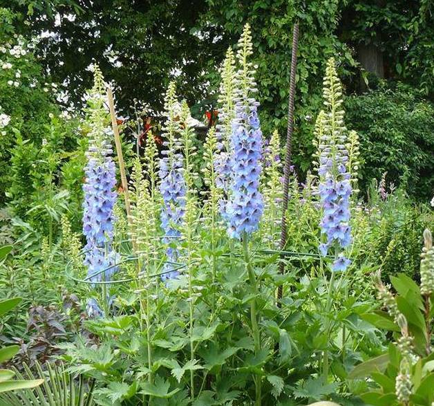 Prachtige, maar kwetsbare riddersporen. In een Nijmeegse tuin. 