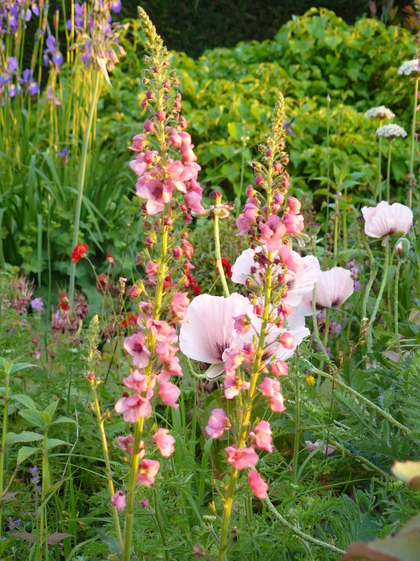 Verbascum op de voorgrond, spontaan in de tuin verschenen... De vaste tuinplant Oosterse Papaver op de achtergrond.