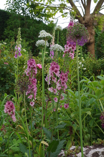 verkleind alliumbollenverbascum