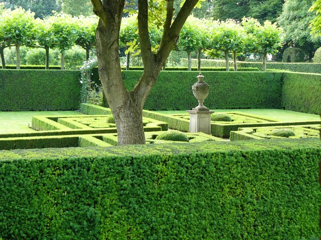 strakke buxus taxus ineke greve