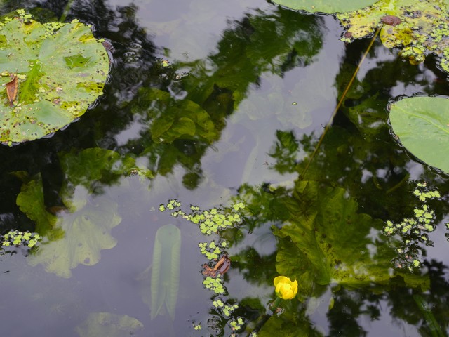 heldere gracht Delft