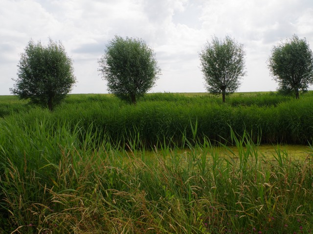 6delft