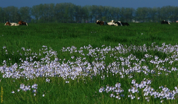 pinksterbloemen