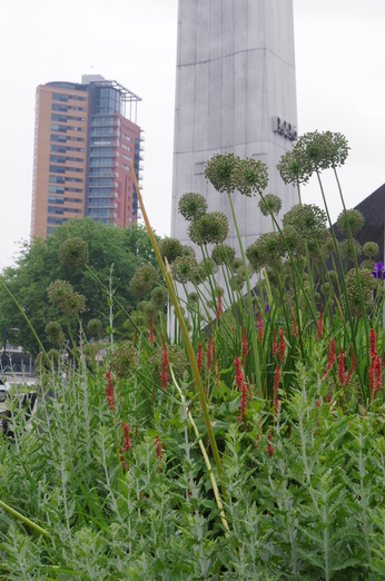 rotterdam verkleindoudolf