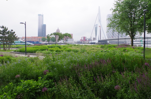 rotterdam verkleindoudolf