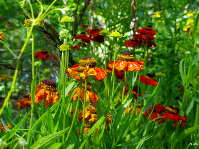 helenium, bloem en tuin nuenen