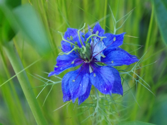 tuinblog, groenjournalistiek, nigella