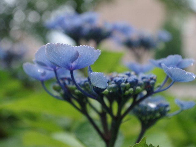 tuinblog, groenjournalistiek, hortensia