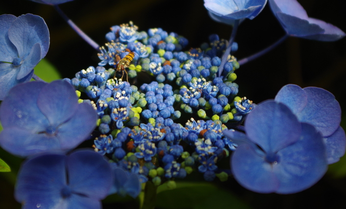 tuinblog groenjournalistiek, hortensia