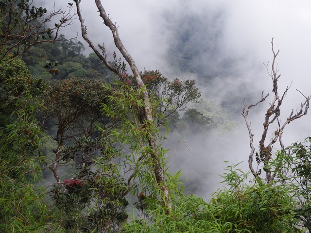 Opkomende wolk in "Mossy Forest" Cameron Highlands