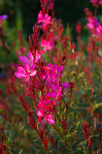 gaura cherry, groenjournalistiek