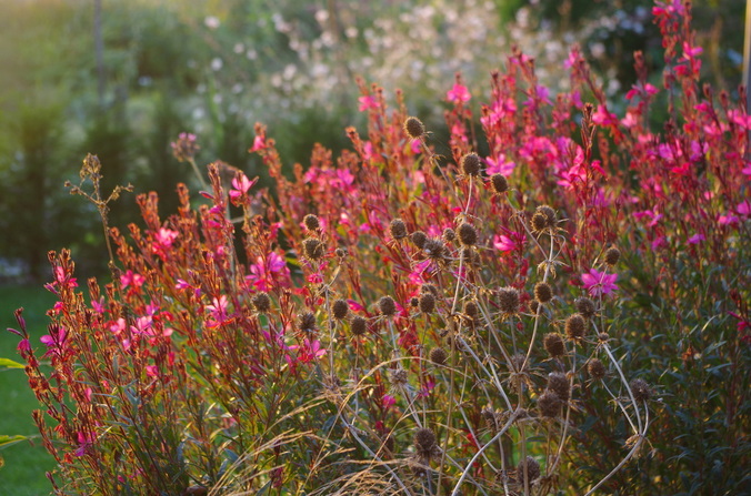 tuinblog, gaura, groenjournalistiek