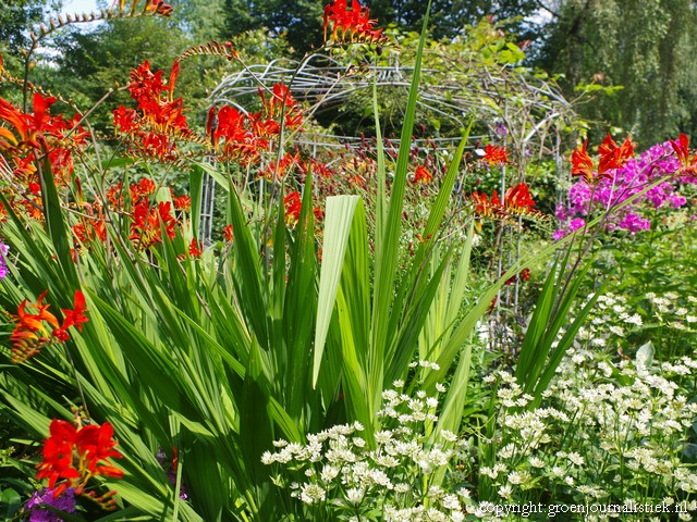 crocosmia lucifer, tuin het bergje amersfoort