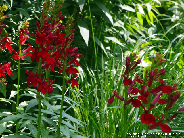 tuinblog, groenjournalistiek, lobelia