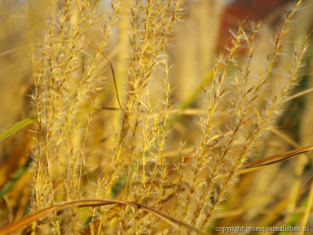 groenjournalistiek, gold