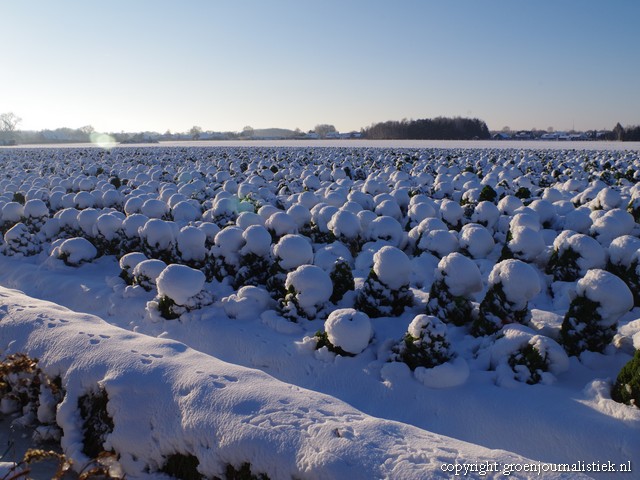 tuinblog, akkerland, boerenkool