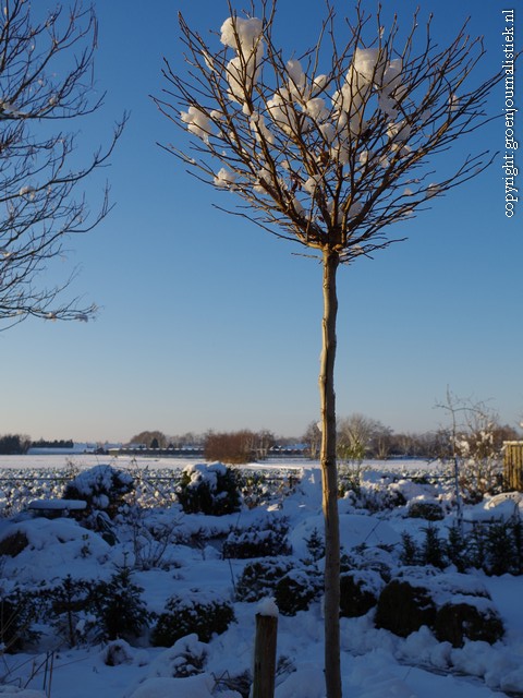 tuinblog, winter, sneeuwlandschap