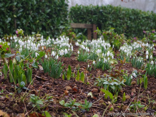 sneeuwklokjestijd, tuinblog