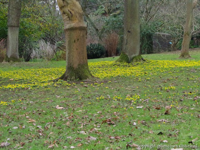 winterakonieten, ierland, botanische tuinen